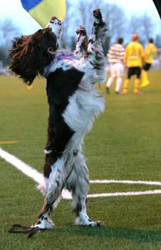 Brownie fotbollspelare min  hund